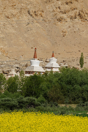 Stupas of Chemrey Monastery in July, Leh,Ladakh,Indiaの写真素材