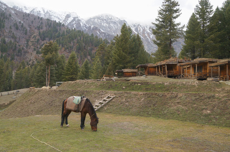 Fairy Meadows is the place to see Nanga Parbat,the world's ninth highest peak in Pakistan.のeditorial素材