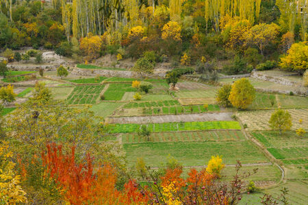 Vegetable fields at Hunza Valley in Northern Pakistanの写真素材