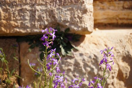 Wild flower at Temple of Poseidon at Cape Sounion near Athens, Greece.の写真素材