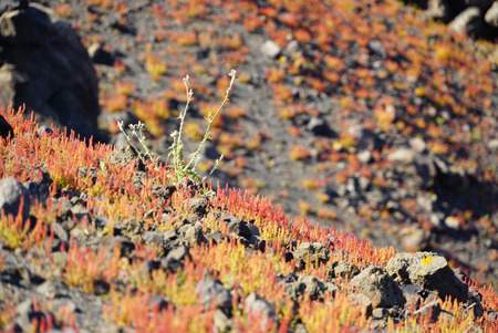Spring flowers near volcano in Nea Kameni island ,Santorini, Cyclades, Greeceの写真素材