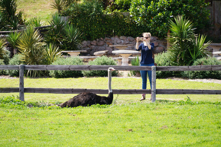 Cape Town,South Africa-22 October 2016:Unidentified woman taking photograph of ostrich in the farm in Cape Town, South Africa.のeditorial素材