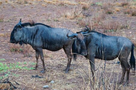 Wildebeests in nature,Pilanesberg National Park in South Africaの写真素材