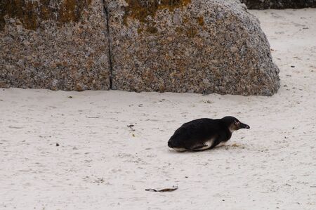 Cute penguin at Boulders Beach,Cape Town,South Africa.の写真素材