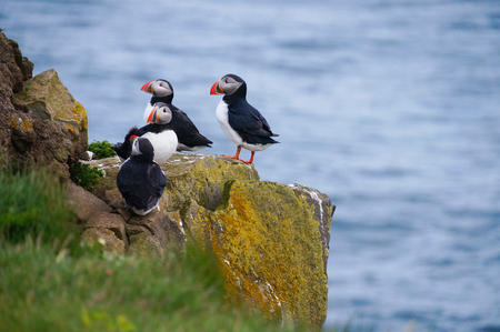 Atlantic Puffin (Fratercula arctica) in Latrabjarg cliffs, Iceland.の写真素材