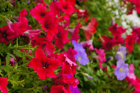 Colorful flowers Pitunia blossom in the garden ,Chiang Rai,Thailandの写真素材