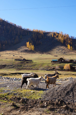 Goats near Karakol valley in autumn,Altai Republic,Russia.の写真素材