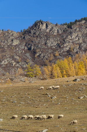 White sheep near Karakol valley in autumn,Altai Republic,Russia.の写真素材