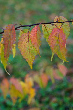 Colorful leaves in autumn,Altai Republic,Russia.の写真素材