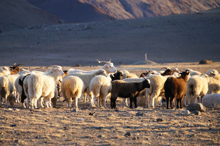 Goats and sheep in evening sunlight, Altai Republic,Russia.の写真素材