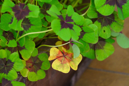 Four-leaf clover or Oxalis tetraphylla (Oxalis deppei) plant in Altai Republic, Russia.の写真素材