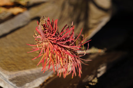 Strange plant in autumn sunlight,Altai Republic,Russiaの写真素材