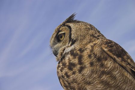 Owl in the skyの写真素材