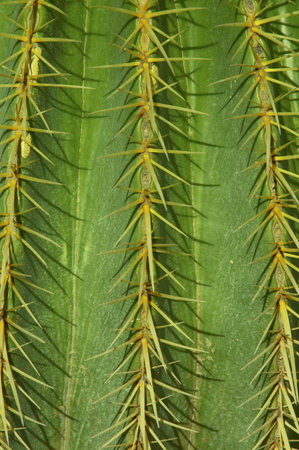 cactus backgroundの写真素材