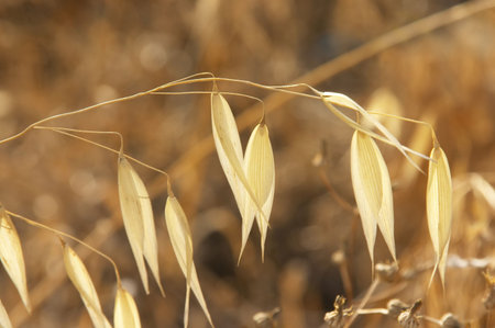 nature in yellowの写真素材