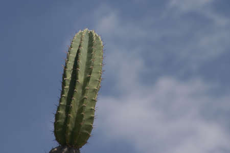 cactus with blue skyの写真素材