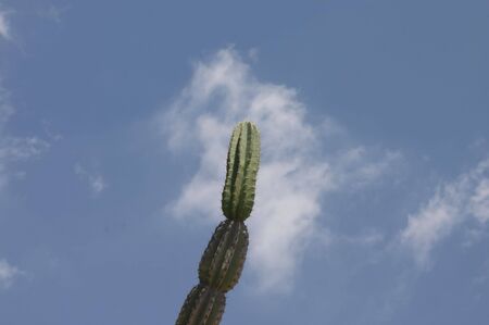 tree cactus with blue skyの写真素材