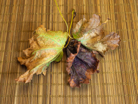 Colored leaves on a wooden table. Autumn still lifeの写真素材
