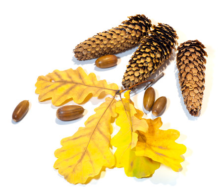 Cones, acorns and oak leaves on a white backgroundの写真素材