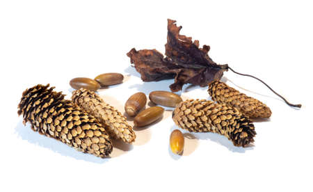 Fir cones, acorns and dry leaves on a white background. Autumn still lifeの写真素材