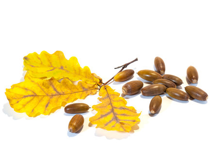 Acorns and oak leaves on a white background