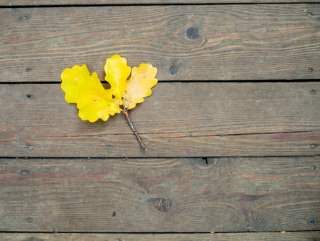 Yellow oak leaves on a wooden floor. Autumn atmosphereの写真素材