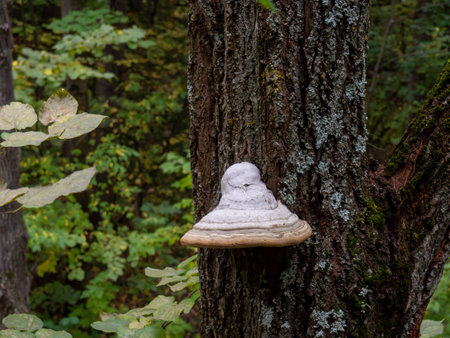 mushroom on a tree. Beginning of autumnの写真素材