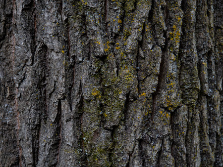 Old tree bark texture with mossの写真素材