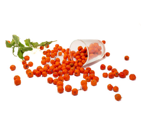 transparent glass with wrinkled rowan on white backgroundの写真素材