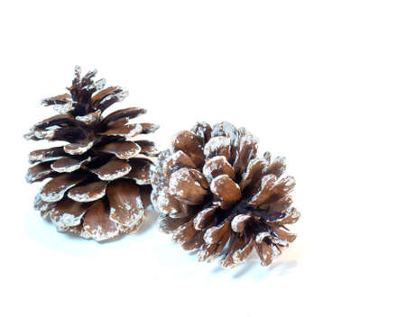 Two snow-covered fir cones on a white backgroundの写真素材