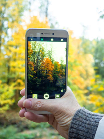 Photographing the autumn forest. Phone in handの写真素材