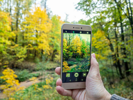 Photographing the autumn forest. Phone in handの写真素材