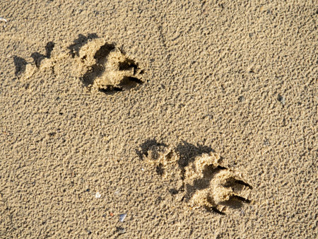 Dog footprints in the sand. The dog walked along the beach