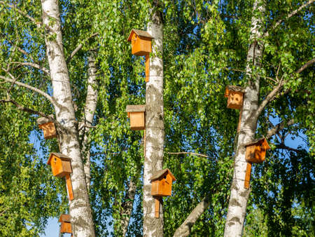 There are many beautiful, funny birdhouses on the birches in the park. Summer day. Bird careの写真素材