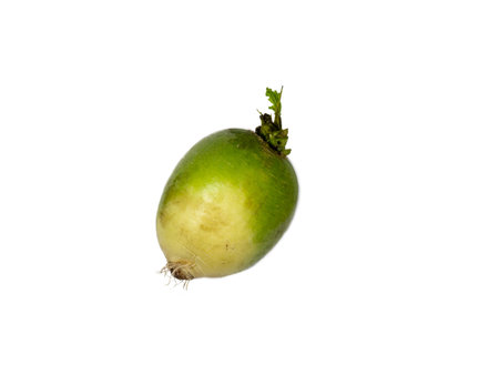 Radish on a white background. A useful product. Vegetableの写真素材