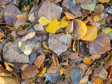 Background from autumn leaves. Autumn pattern. Leaves on the groundの写真素材