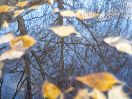 Reflection of a tree in a puddle. Yellow foliage in waterの写真素材