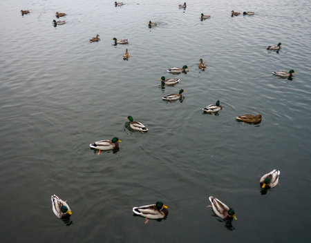 Autumn lake with swimming ducks. The surface of the water. Animal worldの写真素材