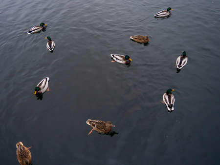 Autumn lake with swimming ducks. The surface of the water. Animal worldの写真素材