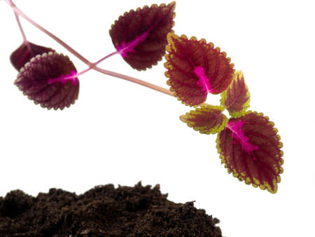 Coleus leaves. Red nettle. Indoor plant in water droplets on white backgroundの写真素材