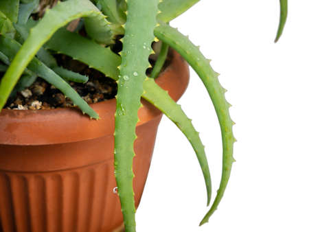 Alloe in a pot on a white background. Indoor plantの写真素材