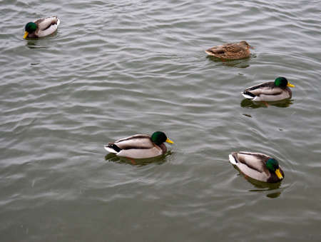 Ducks swim in the water under the snow under the snow. The birds did not fly southの写真素材