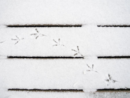 bird tracks in the snow. A pattern of footprints. Doves walk in the snow.の写真素材