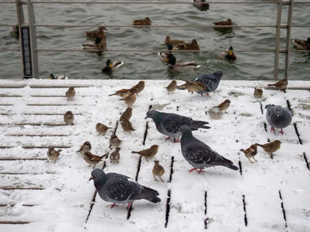Birds feed in the snow. The first snow fellの写真素材