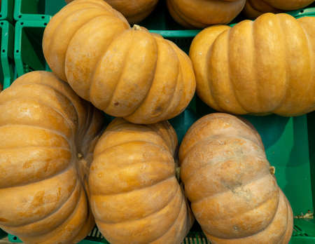 Pumpkin Provence. Background from pumpkins.   Large pumpkins in a box. Food for the vegetarian. Healthy foods. Natural foodの写真素材