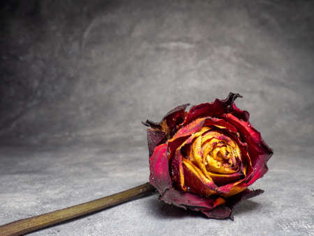Dried orange rose on a black background. One flower is on the table. A withered rose with water droplets.の写真素材