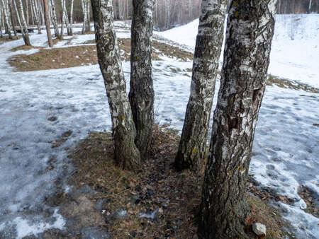 Birch trunks in the snow. Birch Grove. Cold weatherの写真素材