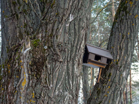 nesting box on an oak tree. Oak Grove. Huge tree trunkの写真素材