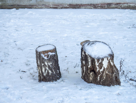 A stump from a birch in the snow. Birch stump in winterの写真素材