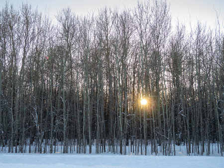 Grove of city park at sunset in winter. A lot of trees. Forest in winter. Good weather.の写真素材